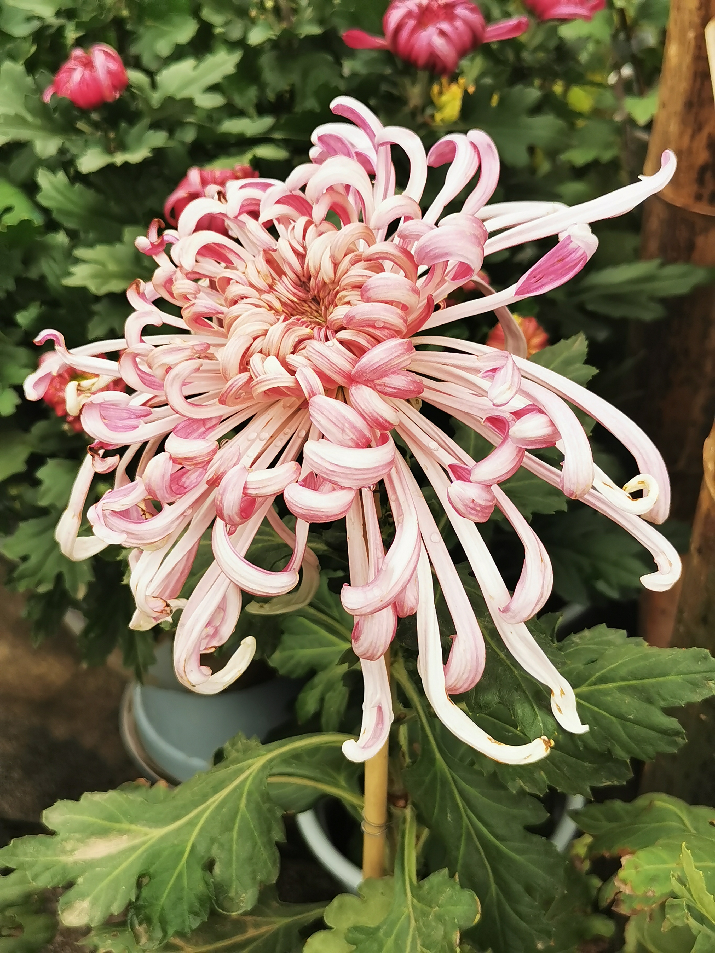2021富乐山菊花展合集蜀友们都已经看过了吗觉得怎么样