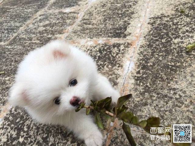 图片