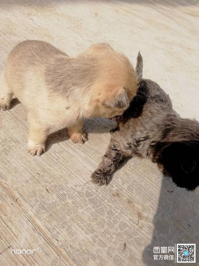图片